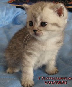 Британские серебристые котята с изумрудными глазами из питомника VIVI Британские серебристые котята с изумрудными глазами из питомника VIVI