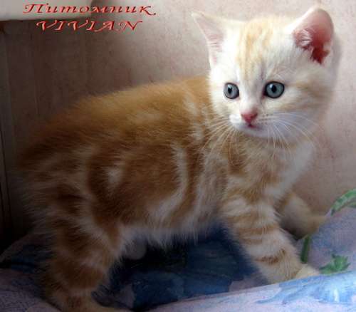 Британская мраморные котята из питомника VIVIAN. Британская мраморные котята из питомника VIVIAN.