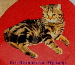 Вислоухие котята,британские кошки,коты,табби.Питомник Его Величество Мрамор