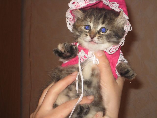 Продаётся сибирская кошечка Продаётся сибирская кошечка