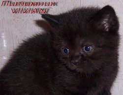 Британские чистокровные черные котята из питомника VIVIAN. Британские чистокровные черные котята из питомника VIVIAN.