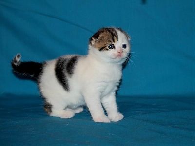 Шотландский вислоухий мальчик Шотландский вислоухий мальчик