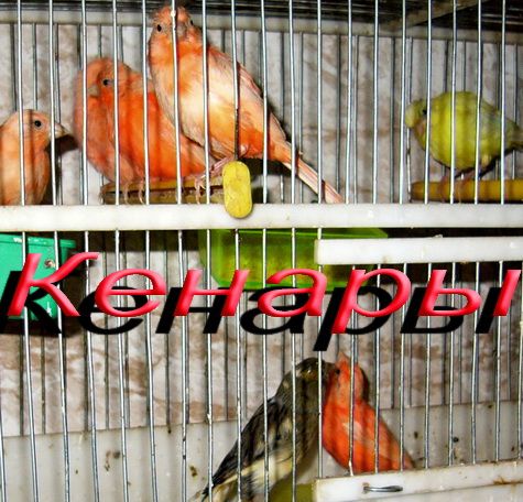 Канарейка самки, самцы поющие, цветные. Канарейка самки, самцы поющие, цветные.