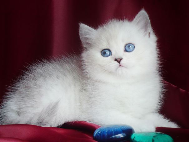 Британские элитные котята окраса серебристая шиншилла Британские элитные котята окраса серебристая шиншилла