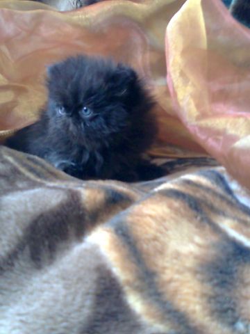 Персидские котята.