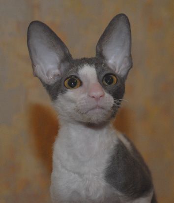 корниш-рекс 12 мес. корниш-рекс 12 мес.
