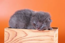 Британские котята Британские котята
