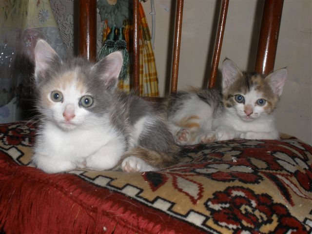 Котенка в хорошие руки (трёхцветный) Котенка в хорошие руки (трёхцветный)