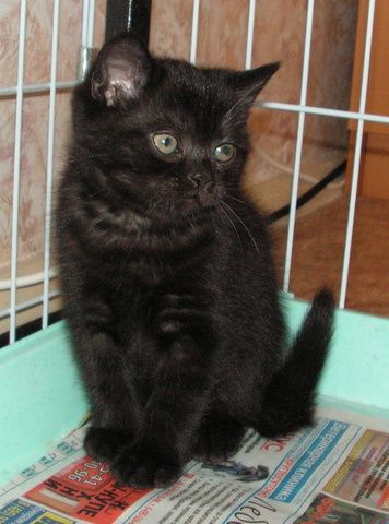 Плюшевый котенок Плюшевый котенок