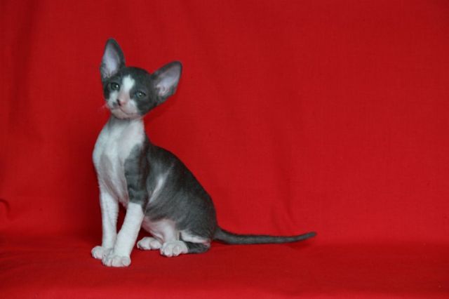 корниш-рекс элитные котята корниш-рекс элитные котята