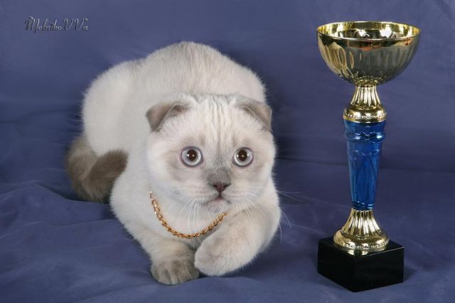 Шотландские котята РЕДКОГО окраса!!! Шотландские котята РЕДКОГО окраса!!!