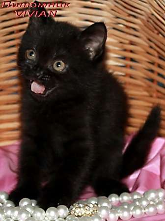 Британские черные котята.Питомник VIVIAN. Британские черные котята.Питомник VIVIAN.