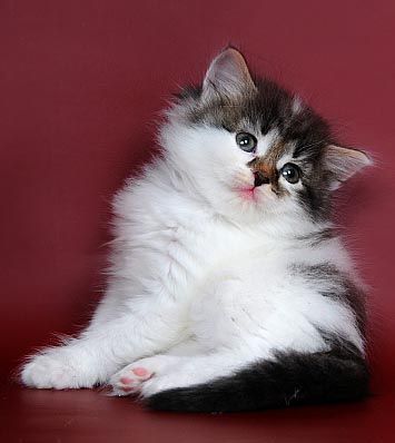 СИБИРСКИЕ котята с отменным здоровьем! СИБИРСКИЕ котята с отменным здоровьем!