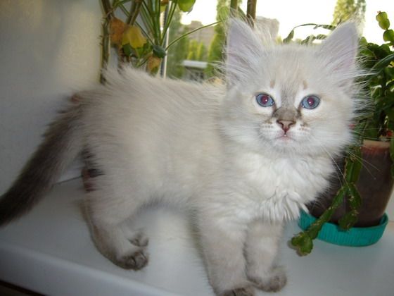 тайские котята тайские котята