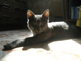 Отдам кота? Русско Голубого? в хорошие руки. Отдам кота? Русско Голубого? в хорошие руки.