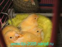 Канарейки цветные Канарейки цветные