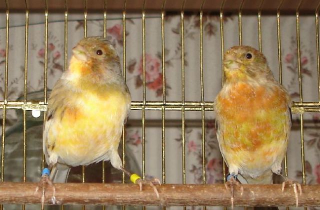 канарейки канарейки