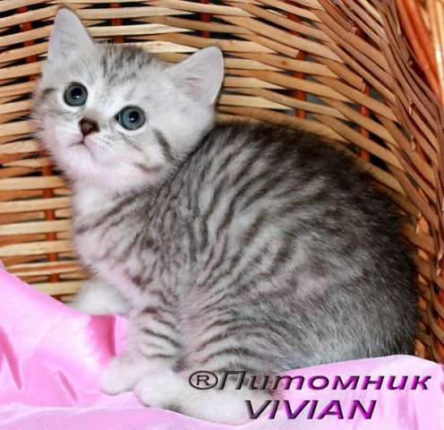Британские вискасные котята из питомника VIVIAN. Британские вискасные котята из питомника VIVIAN.
