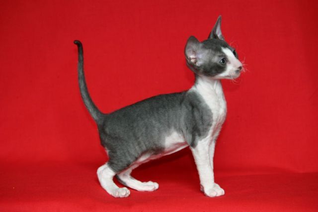 корниш-рекс роскошные котята корниш-рекс роскошные котята