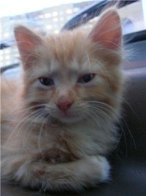 Котята в дар Котята в дар