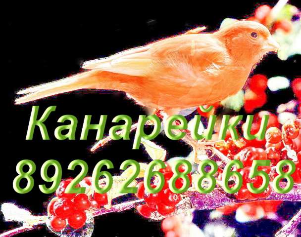 Канарейки Канарейки
