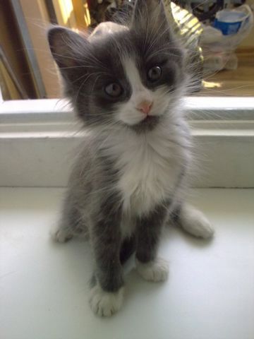 Срочно отдаются котята!!! Срочно отдаются котята!!!