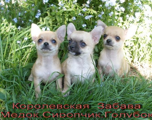 Предлагаем щенков чихуахау. (25 000 руб.) Предлагаем щенков чихуахау. (25 000 руб.)