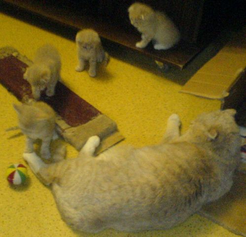 Отдам котят