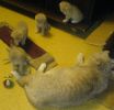 Отдам котят