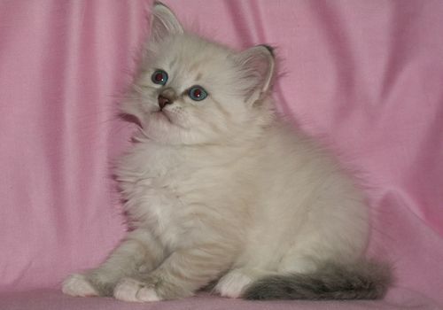 Невские маскарадные котята- голубоглазое очарование Невские маскарадные котята- голубоглазое очарование