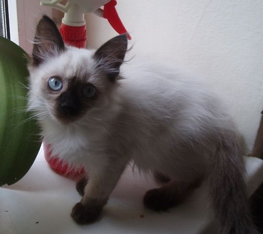 тайские кошки тайские кошки
