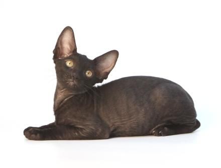 корниш-рексы - королевские котята корниш-рексы - королевские котята