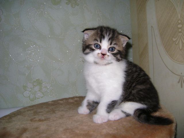 Продам Вислоухую кошечку!!! Продам Вислоухую кошечку!!!