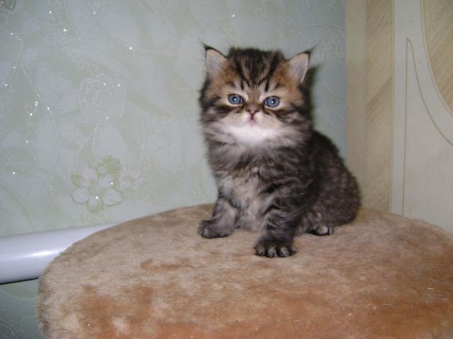 Продам персидского котенка!!! Тигренок:) Продам персидского котенка!!! Тигренок:)
