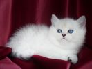 Элитные британские короткошерстные котята. Окрас серебристая шиншилла