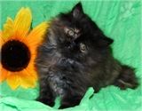 персидские котята персидские котята