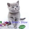 Британские котята из питомника Silvery Snow