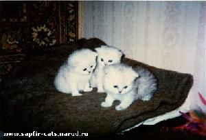 персидские и экзотические котята персидские и экзотические котята