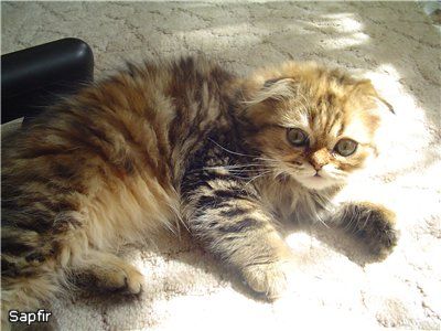 Вислоухие и страйт котята Вислоухие и страйт котята