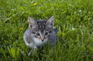 Котенок за улыбку! Котенок за улыбку!