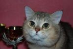 вязка с британским золотистым котом(шиншилла)