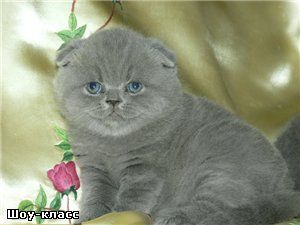 продаю котят скотиш-фолд шотландских вислоухих экзоты персы с питомника продаю котят скотиш-фолд шотландских вислоухих экзоты персы с питомника