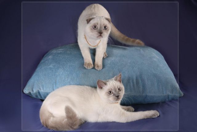 Штландские котята Штландские котята