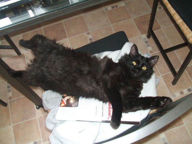 Котик для дачи Котик для дачи