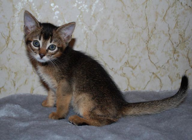 Продажа абиссинских котят Продажа абиссинских котят