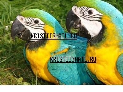 птенцы птенцы