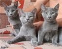 Русские голубые котята продаются