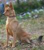 Лисичка-собачка Люси, рыженькая, в холке - 37 см. Очень позитивная.