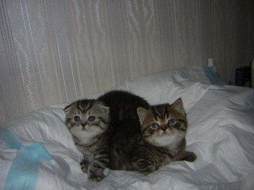 Продам британских, шотландских котят Продам британских, шотландских котят