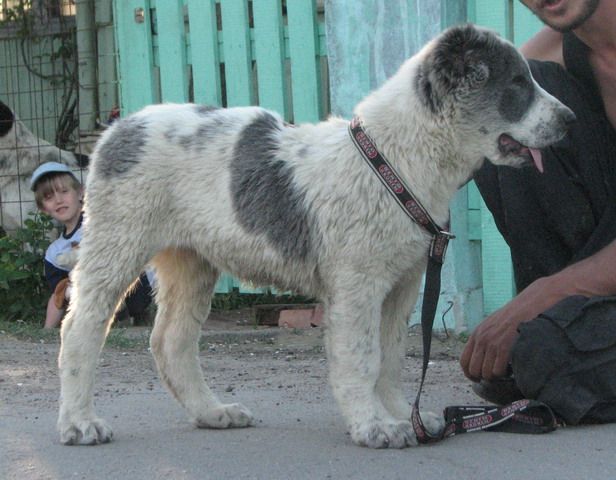 Продам -  среднеазиатская овчарка (алабай), щенки 